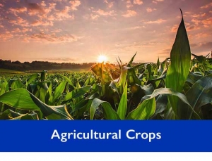 Agricultural Crops Sector