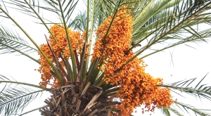 Siwa Association for community development and environment protection